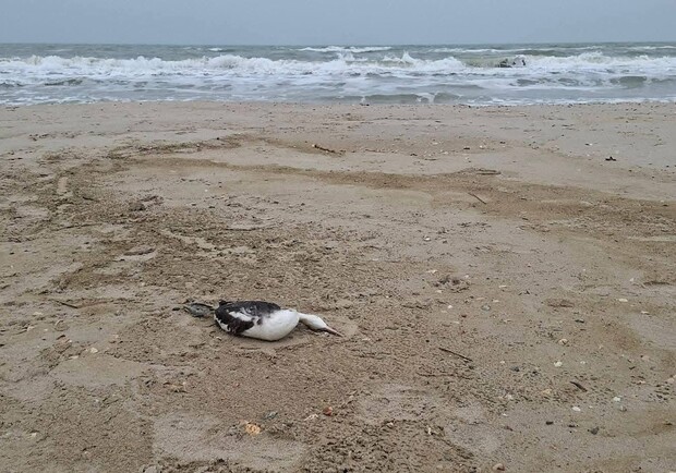 Разлив подсолнечного масла после удара по порту уничтожает Черное море в Одесской области