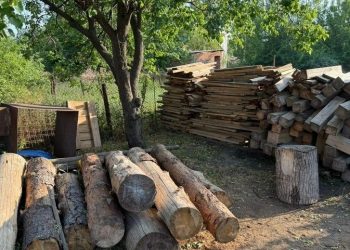 Рубали та продавали: “чорних” лісорубів судитимуть на Запоріжжі