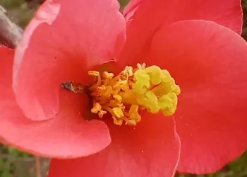 У ботсаду Дніпра відбудеться день відкритих дверей