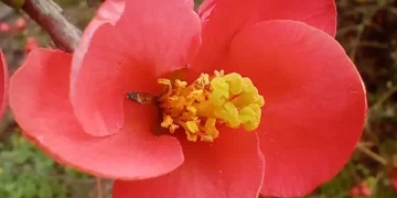 У ботсаду Дніпра відбудеться день відкритих дверей