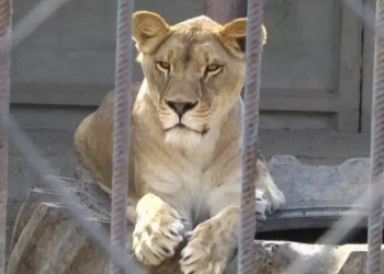 У Хмельницькому знайшли другу левицю, що втекла з реабілітаційного центру