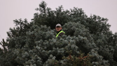 Комунальник у світловідбивному жилеті стоїть високо серед густих гілок головної ялинки Львова