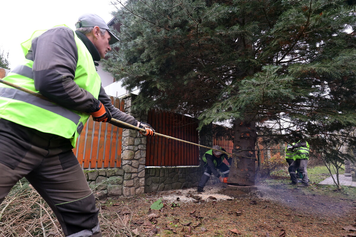 Процес зрубування ялинки, яка стане головною прикрасою Різдва у Львові: працівники комунального підприємства "Зелений Львів" товстими надійними тросами фіксують стовбур дерева, поки їх колега зрізає його.