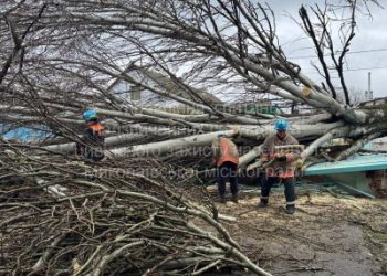У Миколаєві ліквідовують наслідки негоди: вже прибрали 9 повалених дерев »
