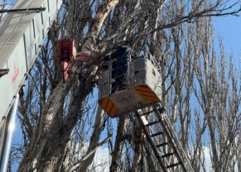 У Миколаєві прибирають аварійно небезпечні дерева »
