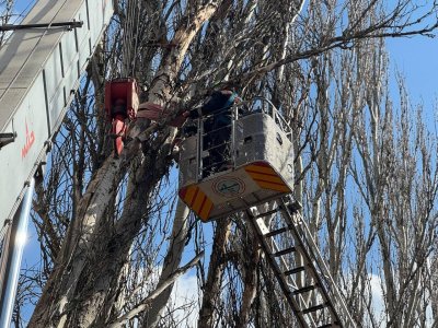 У Миколаєві прибирають аварійно небезпечні дерева »