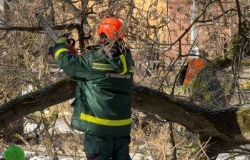 У Миколаєві прибрали понад 30 дерев, повалених негодою »