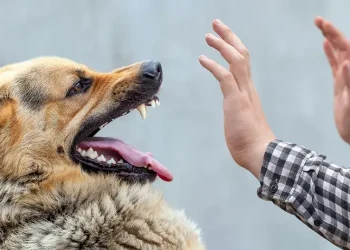 У Самарівському районі зафіксували три випадки сказу з початку року