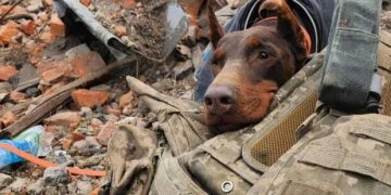 Умерла собака-спасательница Ханна, нашедшая более 170 человек под завалами в Украине