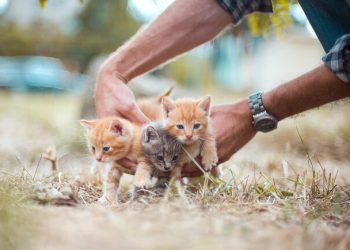 Уроки эмпатии: в украинских школах внедряют программу гуманного отношения к животным