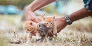 Уроки эмпатии: в украинских школах внедряют программу гуманного отношения к животным