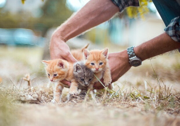 Уроки эмпатии: в украинских школах внедряют программу гуманного отношения к животным