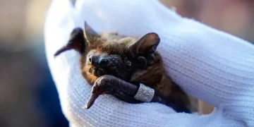 В області у минулі вихідні випускали на волю кажанів