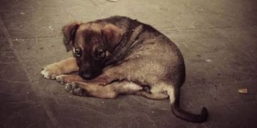 В Одесской области забросали камнями бездомную собаку: инцидент расследует полиция