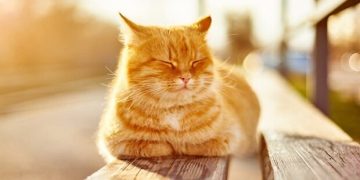 Весна набирает обороты: какая погода будет в Одессе на следующей неделе