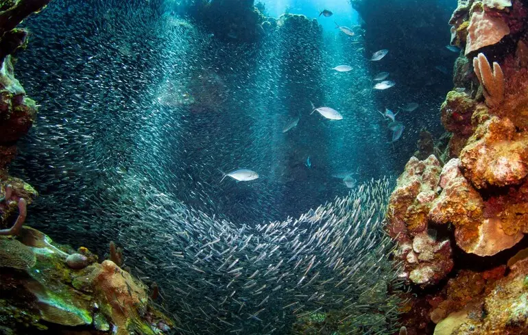 Відкрили 14 нових морських істот на глибині понад 5 км - уперше зафіксували унікальну взаємодію - новини науки 1