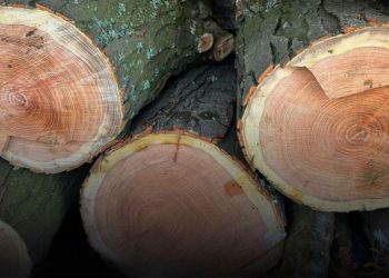 За знищення захисних лісосмуг судитимуть чотирьох жителів Запорізького району