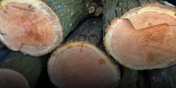 За знищення захисних лісосмуг судитимуть чотирьох жителів Запорізького району