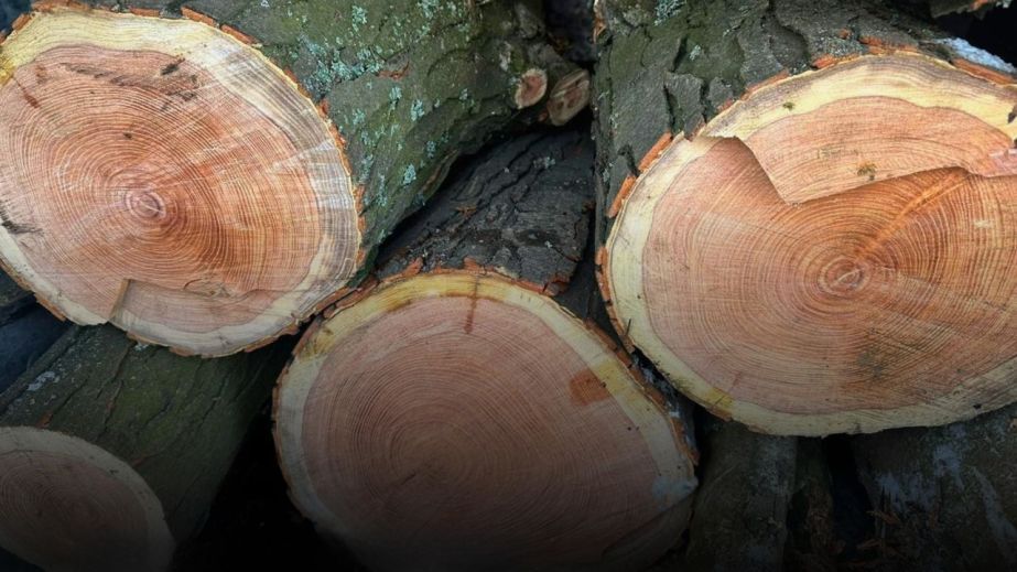 За знищення захисних лісосмуг судитимуть чотирьох жителів Запорізького району