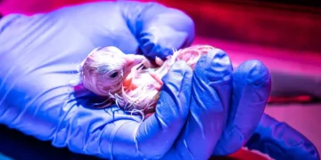 Зі штучного яйця вилупилися пташенята моа – вчені прагнуть відродити вимерлий вид – новини науки – Світові новини